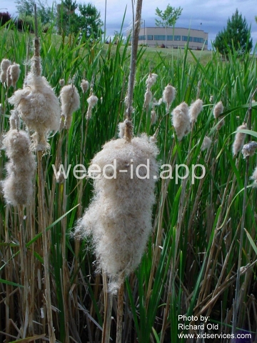 cattail, common
